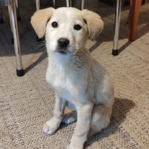 Βρέθηκε κουταβάκι - Μήπως το ψάχνετε;