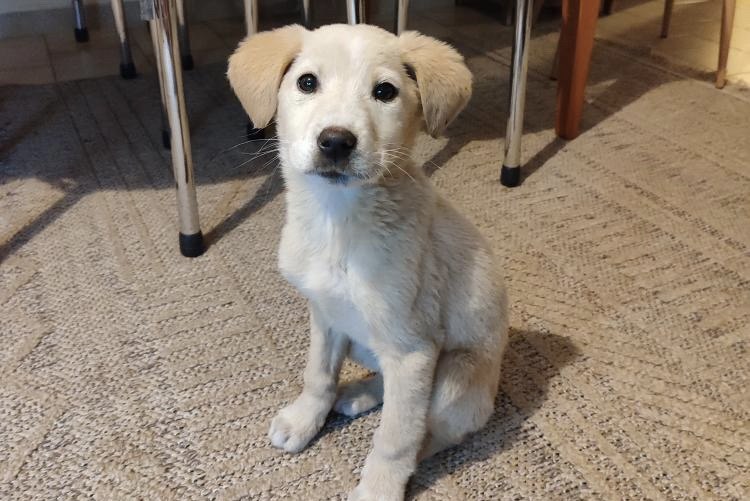 Βρέθηκε κουταβάκι - Μήπως το ψάχνετε;