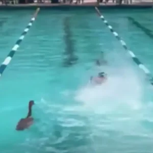 Χήνες εισέβαλαν σε πισίνα κατά τη διάρκεια σχολικών αγώνων κολύμβησης στο Κέιπ Τάουν
