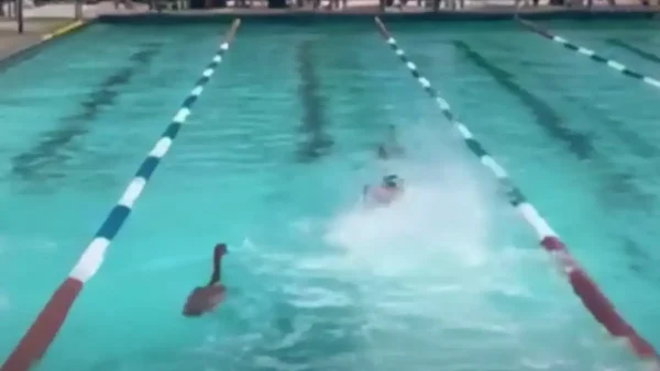 Χήνες εισέβαλαν σε πισίνα κατά τη διάρκεια σχολικών αγώνων κολύμβησης στο Κέιπ Τάουν
