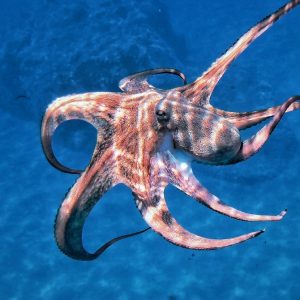 Ερευνητές δημιούργησαν «έξυπνο δέρμα» εμπνευσμένο από τα χταπόδια