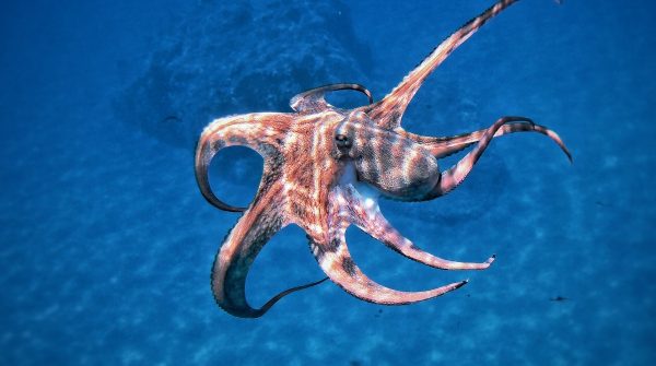 Ερευνητές δημιούργησαν «έξυπνο δέρμα» εμπνευσμένο από τα χταπόδια