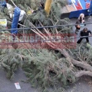 Δέντρο έπεσε σε λαϊκή αγορά στον Πειραιά – Δεν υπήρξαν τραυματισμοί