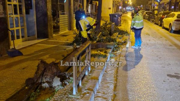 Λαμία: Έριξε κι άλλο δέντρο ο αέρας στο κέντρο της πόλης - Ευτυχώς αυτή τη φορά τη γλύτωσαν και τα αυτοκίνητα