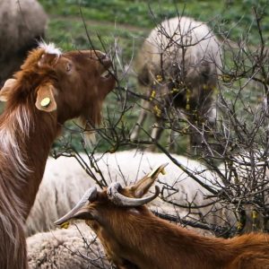 Μπιλλίνης για ευλογιά: Συνάντηση με τον Ευρωπαίο Επίτροπο - Ζώνες, ανασύσταση, εμβόλιο επί τάπητος