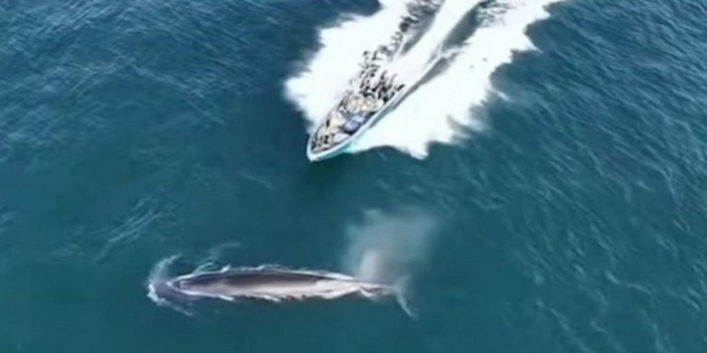 Βίντεο-σοκ: Η στιγμή που αλιευτικό σκάφος συγκρούεται με προστατευόμενη φάλαινα