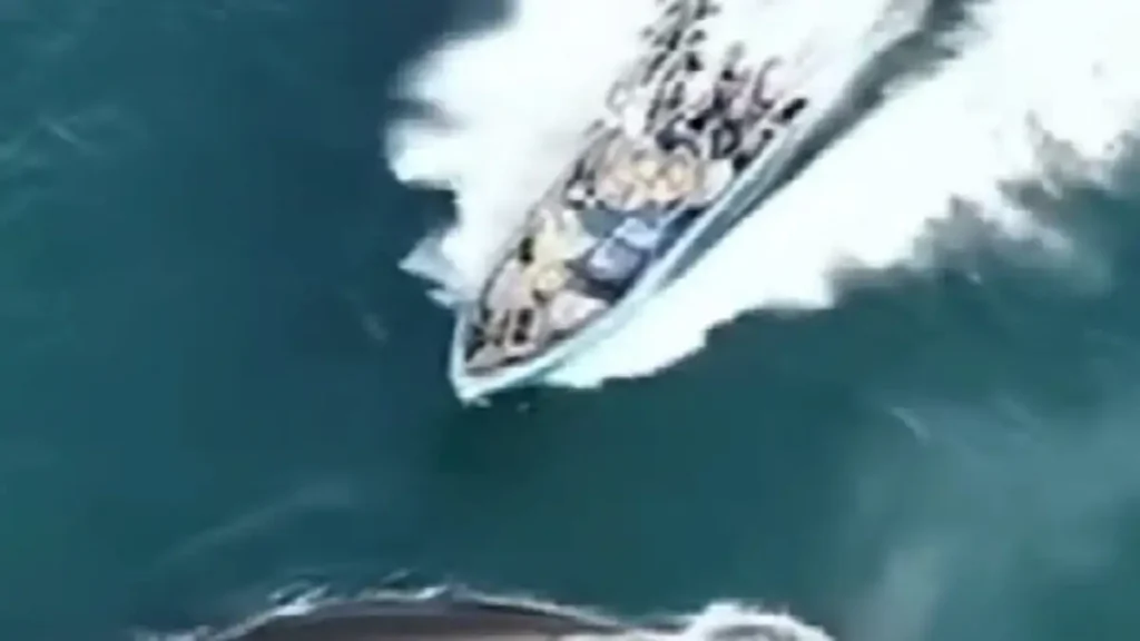 Σκάφος συγκρούστηκε με προστατευόμενη φάλαινα και την τραυμάτισε