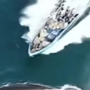 Σκάφος συγκρούστηκε με προστατευόμενη φάλαινα και την τραυμάτισε