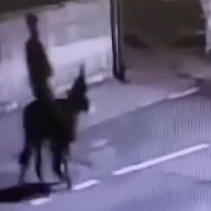 Ληστής κοσμηματοπωλείου διέφυγε με… γαϊδούρι!