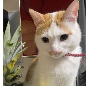 Χάθηκε ο γάτος της φωτογραφίας