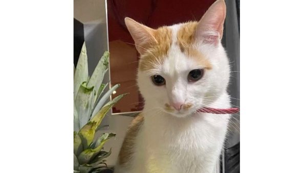 Χάθηκε ο γάτος της φωτογραφίας