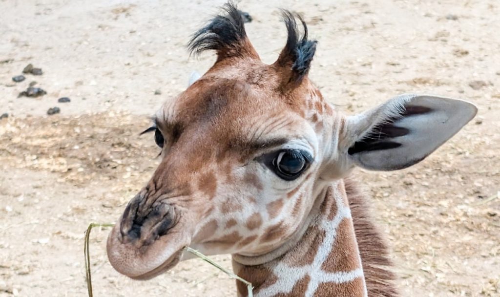 Μικρή καμηλοπάρδαλη σε ζωολογικό κήπο των ΗΠΑ κλέβει καρδιές: Η χαρακτηριστική τούφα που την έκανε viral, δείτε εικόνες