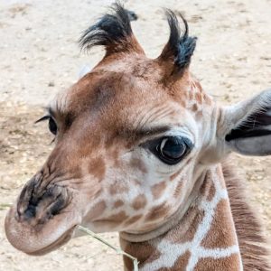 Μικρή καμηλοπάρδαλη σε ζωολογικό κήπο των ΗΠΑ κλέβει καρδιές: Η χαρακτηριστική τούφα που την έκανε viral, δείτε εικόνες