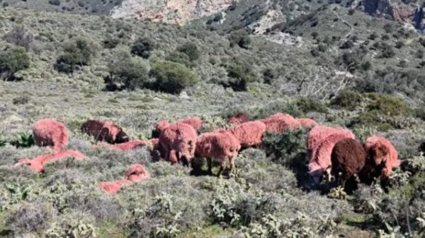 Κτηνοτρόφος έβαψε... κόκκινα τα πρόβατά του για να μην του τα κλέψουν!
