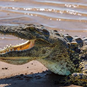 Γιγάντιος κροκόδειλος αναδύεται με το άψυχο σώμα γυναίκας μπροστά σε εκατοντάδες κατοίκους