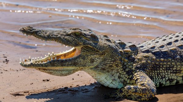 Γιγάντιος κροκόδειλος αναδύεται με το άψυχο σώμα γυναίκας μπροστά σε εκατοντάδες κατοίκους