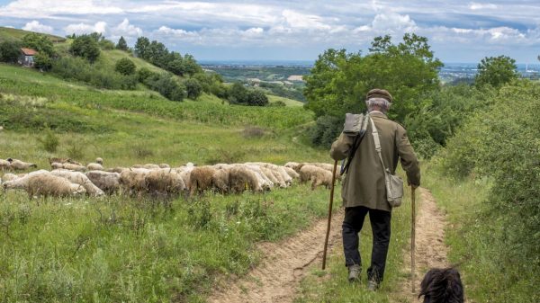 ΑΑΔΕ: Ανοίγει τη Δευτέρα η πλατφόρμα για διορθώσεις σε αιτήσεις ενίσχυσης γεωργών και κτηνοτρόφων