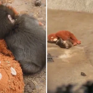 Μωρό πιθηκάκι που το απέρριψε η μαμά του βρήκε παρηγοριά σε ένα λούτρινο παιχνίδι - Συγκινητικές εικόνες