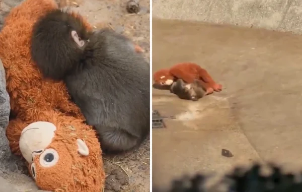 Μωρό πιθηκάκι που το απέρριψε η μαμά του βρήκε παρηγοριά σε ένα λούτρινο παιχνίδι - Συγκινητικές εικόνες