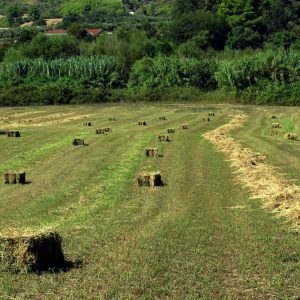 Πωλούνται μπάλες τριφύλλι στο Λιανοκλάδι