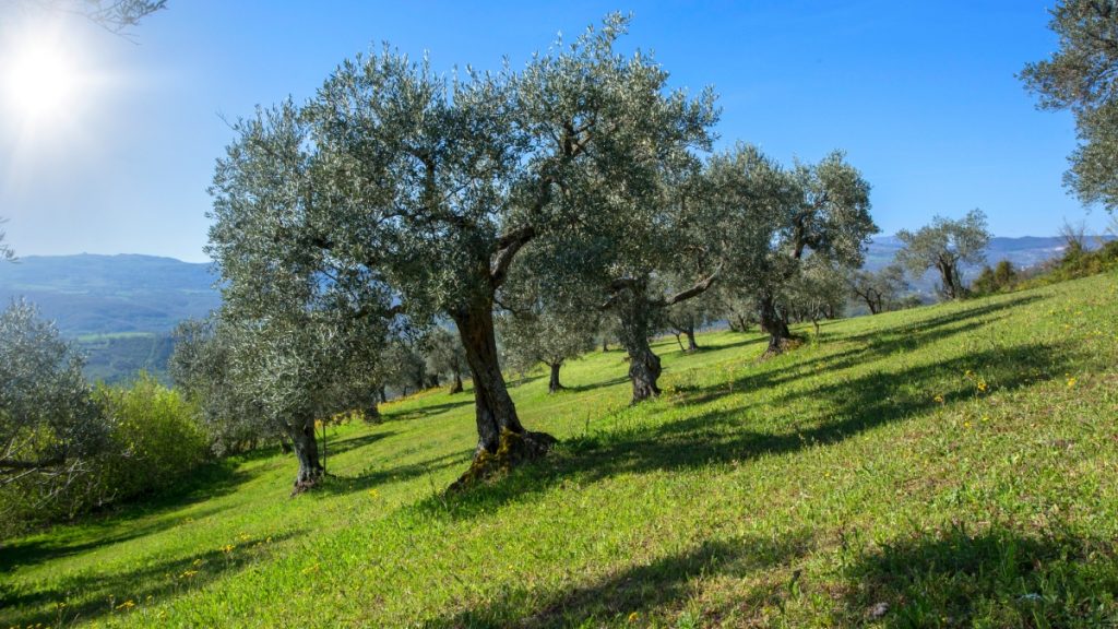 Πωλείται οικόπεδο με ρίζες δέντρων στις Ράχες
