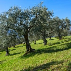 Πωλείται οικόπεδο με ρίζες δέντρων στις Ράχες