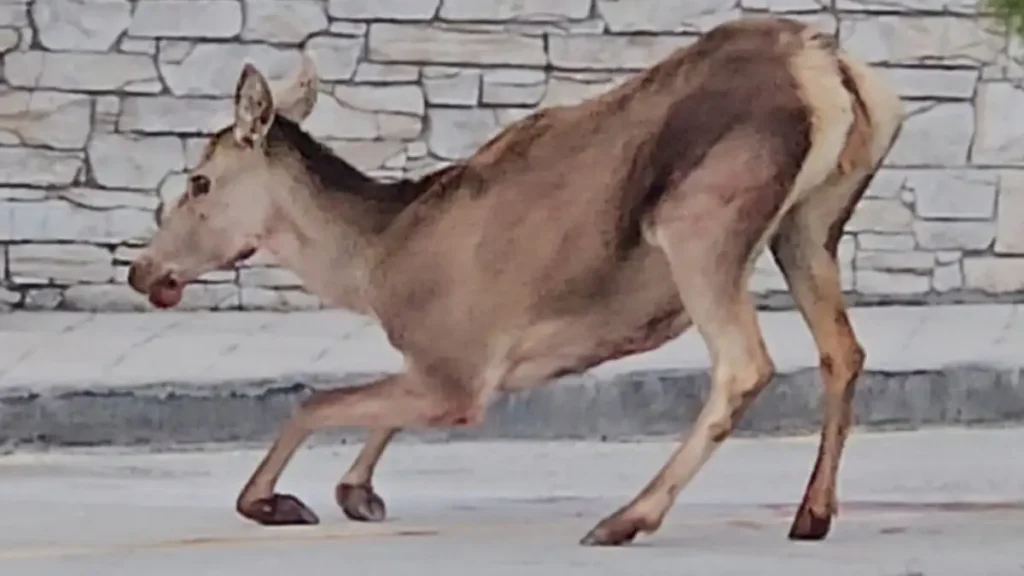 Πάρνηθα: Ελαφίνα βρέθηκε τραυματισμένη στο πάρκινγκ του τελεφερίκ