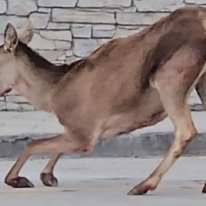 Πάρνηθα: Ελαφίνα βρέθηκε τραυματισμένη στο πάρκινγκ του τελεφερίκ