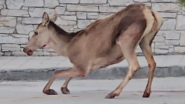 Πάρνηθα: Ελαφίνα βρέθηκε τραυματισμένη στο πάρκινγκ του τελεφερίκ