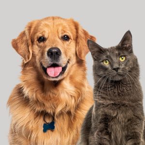 Ο Φιλοζωικός Σύλλογος Φθιώτιδας κόβει αύριο την πίτα του