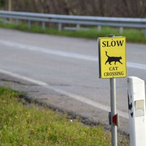 Έβαλαν ταμπέλες στην εθνική οδό Λαμίας - Καρπενησίου για να προσέχουν οι οδηγοί τις γάτες