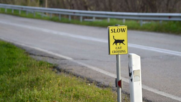 Έβαλαν ταμπέλες στην εθνική οδό Λαμίας - Καρπενησίου για να προσέχουν οι οδηγοί τις γάτες