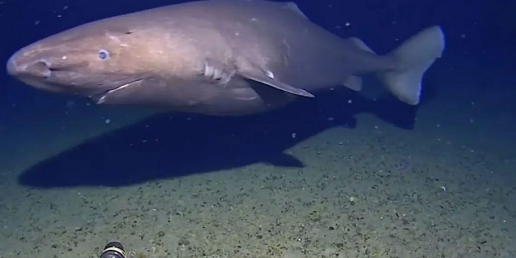 Καρχαρίας για πρώτη φορά στα παγωμένα νερά της Ανταρκτικής