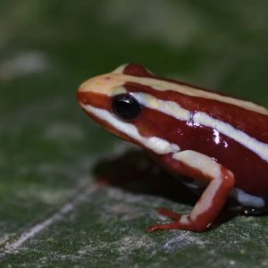 Επιβατιδίνη: Τι είναι και πώς δρα το δηλητήριο βατράχου που φέρεται να σκότωσε τον Αλεξέι Ναβάλνι – 200 φορές ισχυρότερο από τη μορφίνη