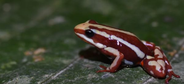 Επιβατιδίνη: Τι είναι και πώς δρα το δηλητήριο βατράχου που φέρεται να σκότωσε τον Αλεξέι Ναβάλνι – 200 φορές ισχυρότερο από τη μορφίνη