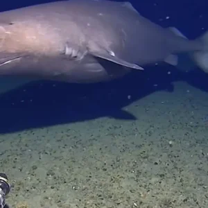 Καρχαρίας για πρώτη φορά στα παγωμένα νερά της Ανταρκτικής