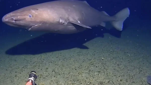 Καρχαρίας για πρώτη φορά στα παγωμένα νερά της Ανταρκτικής