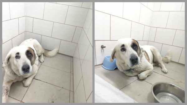 Βρέθηκε τραυματισμένη η Charlotte στα Αλεπόσπιτα - Μπορείτε να βοηθήσετε;