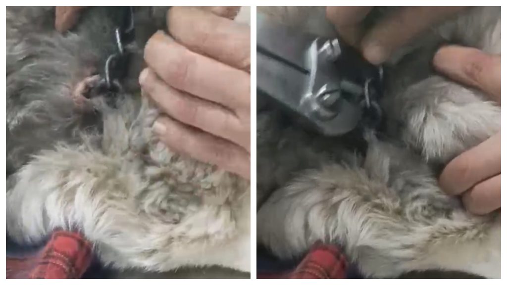 Βρέθηκε τραυματισμένη η Charlotte στα Αλεπόσπιτα - Μπορείτε να βοηθήσετε;