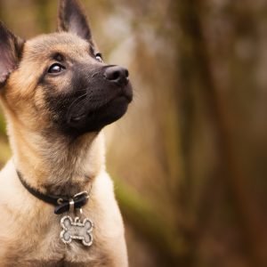 Θέλετε ο σκύλος σας να καταλαβαίνει όσα λέτε; Εταιρεία παρουσίασε κολάρο A.I. που μεταφράζει τα λόγια σε γαβγίσματα (ΒΙΝΤΕΟ)