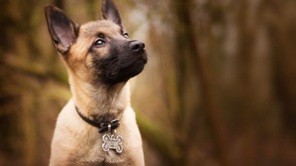 Θέλετε ο σκύλος σας να καταλαβαίνει όσα λέτε; Εταιρεία παρουσίασε κολάρο A.I. που μεταφράζει τα λόγια σε γαβγίσματα (ΒΙΝΤΕΟ)
