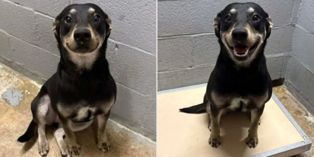 Σκύλος χαμογελούσε στη φωτογραφία για την αγγελία υιοθεσίας του και αυτό που ακολούθησε έλιωσε το Ίντερνετ!