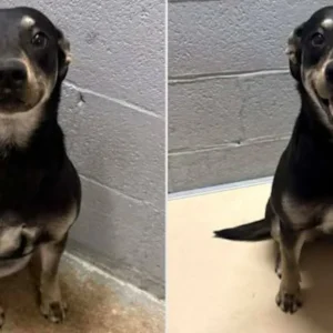 Σκύλος χαμογελούσε στη φωτογραφία για την αγγελία υιοθεσίας του και αυτό που ακολούθησε έλιωσε το Ίντερνετ!