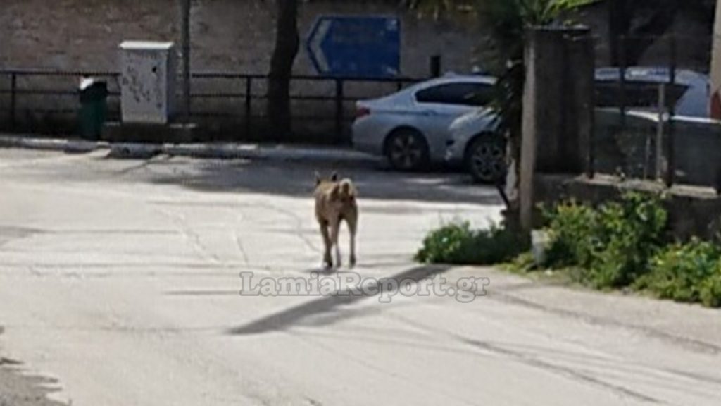 Ράχες: Άγρια επίθεση σκύλου σε κάτοικο της περιοχής - Φωτογραφίες από τα τραύματα που του κατάφερε