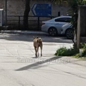 Ράχες: Άγρια επίθεση σκύλου σε κάτοικο της περιοχής - Φωτογραφίες από τα τραύματα που του κατάφερε