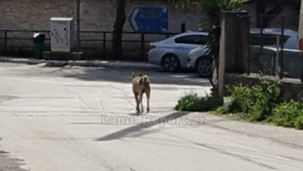 Ράχες: Άγρια επίθεση σκύλου σε κάτοικο της περιοχής - Φωτογραφίες από τα τραύματα που του κατάφερε