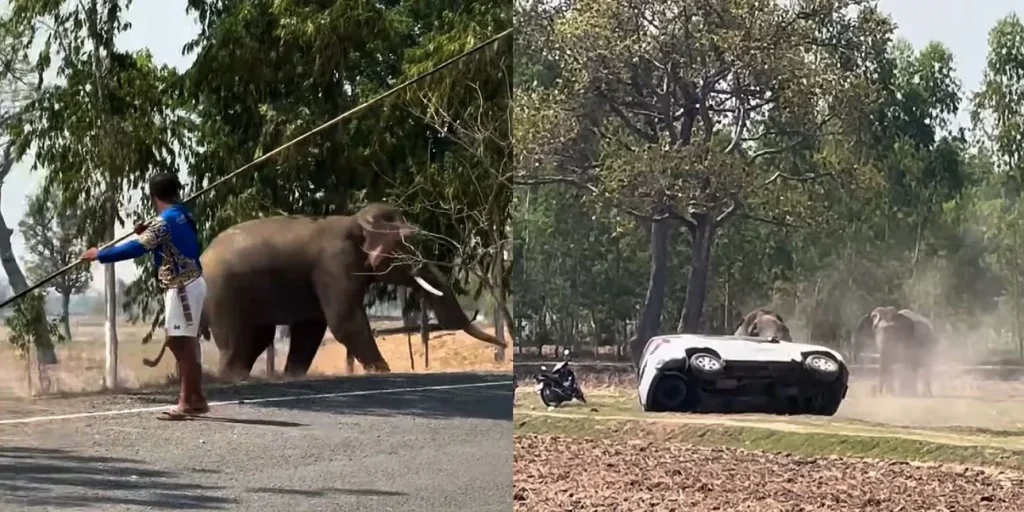Διέκοψαν ελέφαντα την ώρα που έκανε σεξ, έγινε έξαλλος και συνέθλιψε αυτοκίνητα