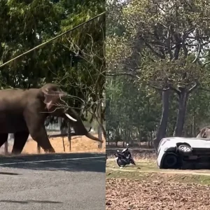 Διέκοψαν ελέφαντα την ώρα που έκανε σεξ, έγινε έξαλλος και συνέθλιψε αυτοκίνητα