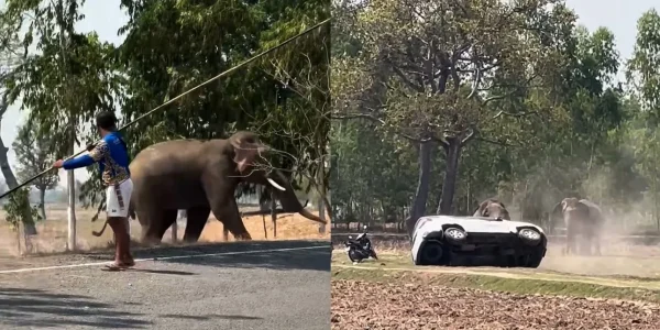 Διέκοψαν ελέφαντα την ώρα που έκανε σεξ, έγινε έξαλλος και συνέθλιψε αυτοκίνητα