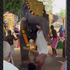 Ελέφαντας στην Ινδία άρπαξε άνδρα με την προβοσκίδα του και τον εκσφενδόνισε, τραυματίζοντάς τον σοβαρά, δείτε βίντεο